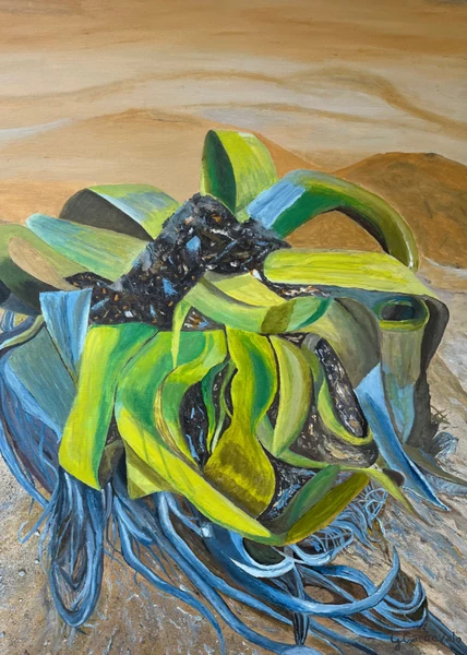 Agave (2024), Giancarlo Carnevale. An agave with curling green and blue leaves