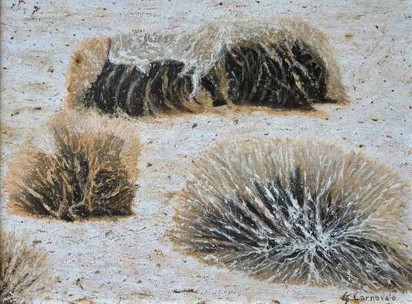 Cespugli nella prateria (2024), Giancarlo Carnevale. Dry shrubs scattered across a pale, sandy landscape