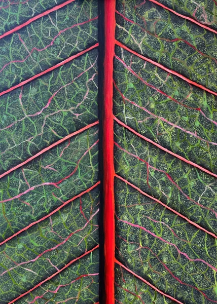 Foglia (2024), Giancarlo Carnevale. Una foglia verde ingrandita con una venatura centrale rossa e venature rosa ramificate